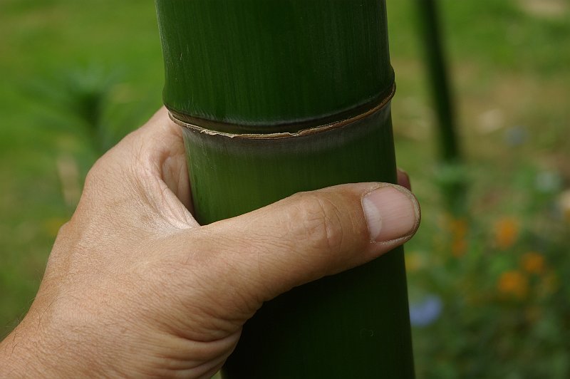 Phyllostachys vivax 75mm